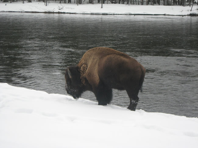 /pictures/Yellowstone Winter Trip/IMG_5017.jpg